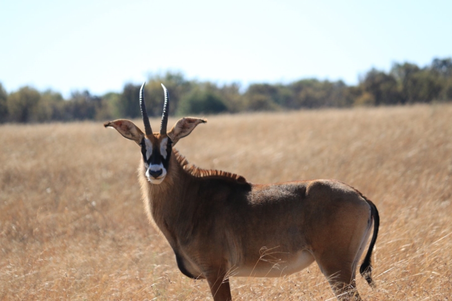 Commercial Property for Sale in Lekwena Wildlife Estate North West